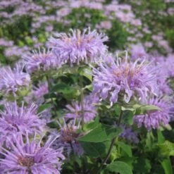 Summer Dreams Pre-Planned Garden -High country gradens wild bergamot wichita mountains 1