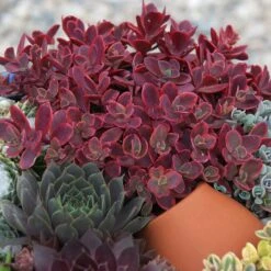 SunSparkler® Sedum Collection 11 SunSparkler® Sedum Collection -High country gradens wildfire sq