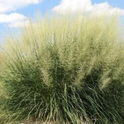 Windbreaker Giant Sacaton Grass -High country gradens windbreaker sacaton sq1