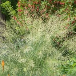 Windbreaker Giant Sacaton Grass -High country gradens windbreaker sacaton sq2