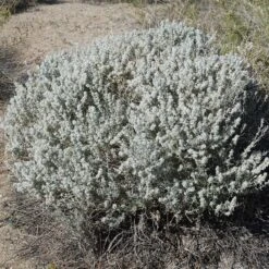 Winterfat -High country gradens winterfat 3 sq