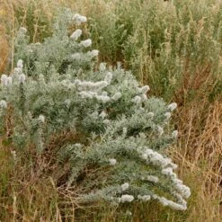 Winterfat -High country gradens winterfat sq