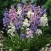 Wood Hyacinth Mix (Spanish Bluebells) 2 Wood Hyacinth Mix (Spanish Bluebells) -High country gradens woodhyacinthmix 1
