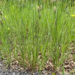 Woolly Sedge -High country gradens woolly sedge sq1