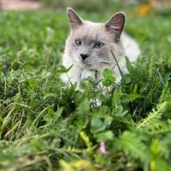 Xeriscape Clover Lawn Seed Mix -High country gradens xeriscape clover pr cat