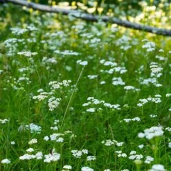 Xeriscape Clover Lawn Seed Mix -High country gradens yarrow lawn
