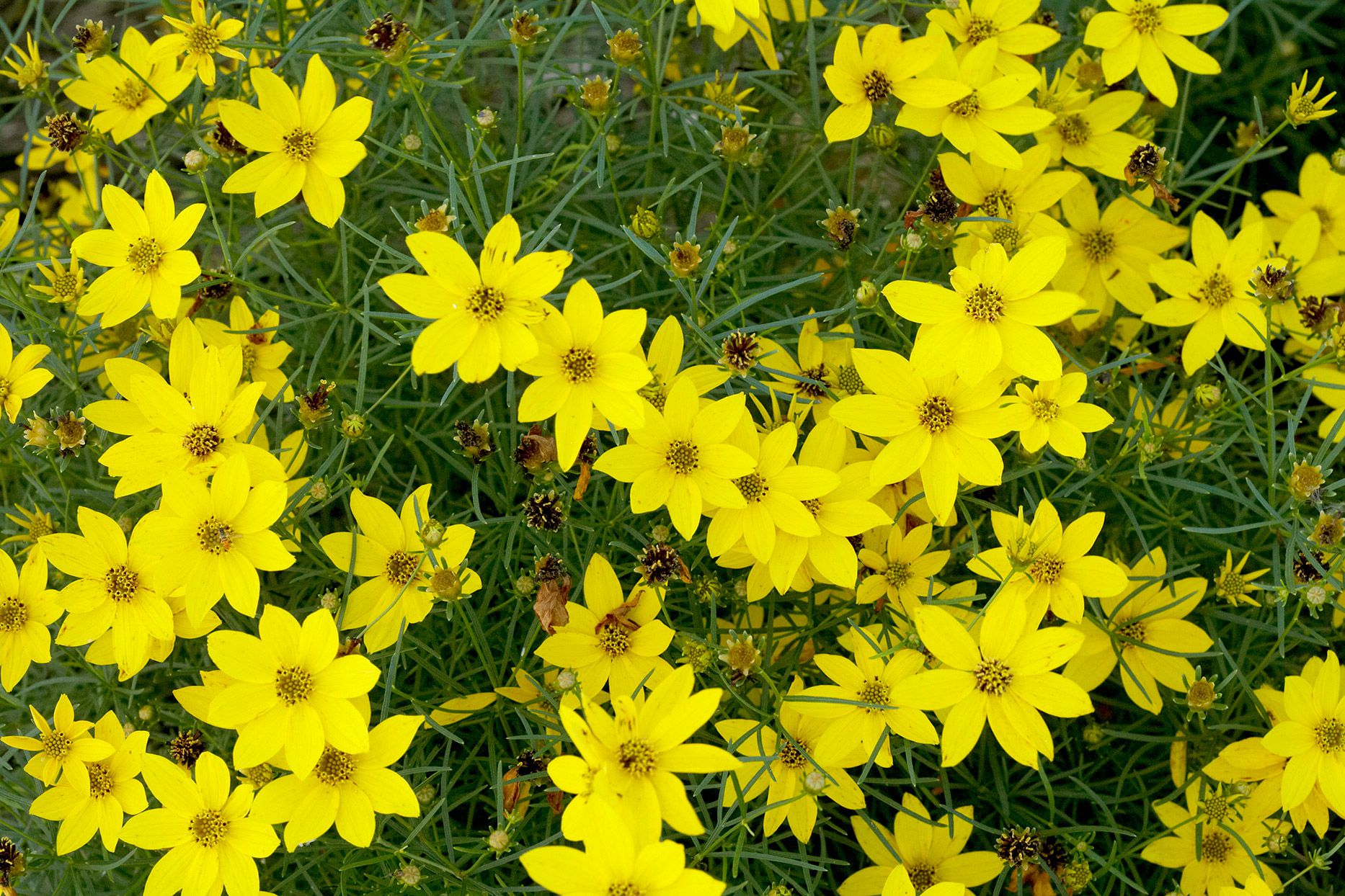 High country gradens -High country gradens yellow coreopsis flowers d9b6dedf 8b88aff103eb436e83005c277ca8404f
