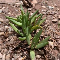 Yellow Flowered Ice Plant (Bergeranthus) -High country gradens yellow flowered iceplant ground