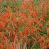 Sky Island Orange Hummingbird Trumpet (Zauschneria) 2 Sky Island Orange Hummingbird Trumpet (Zauschneria) -High country gradens zauchneria canum v arizonica sky island orange 500