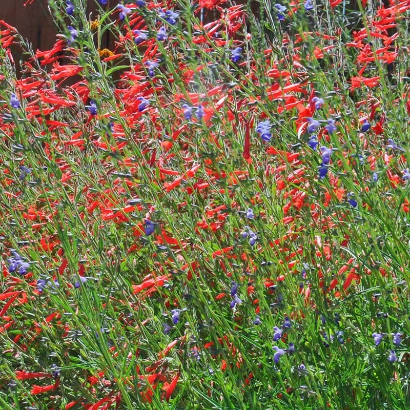 Sky Island Orange Hummingbird Trumpet (Zauschneria) 7 Sky Island Orange Hummingbird Trumpet (Zauschneria) - Image 5