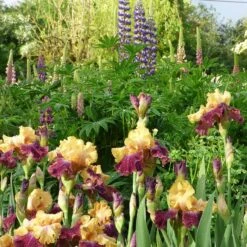 Ziggy Reblooming Bearded Iris -High country gradens ziggy reblooming bearded meadow