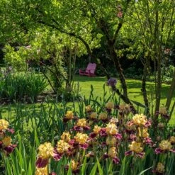 Ziggy Reblooming Bearded Iris -High country gradens ziggy reblooming bearded yard chairs
