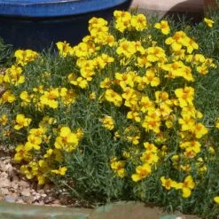 High Country Gardens Signature Collection -High country gradens zinnia grandiflora gold blue flower garden